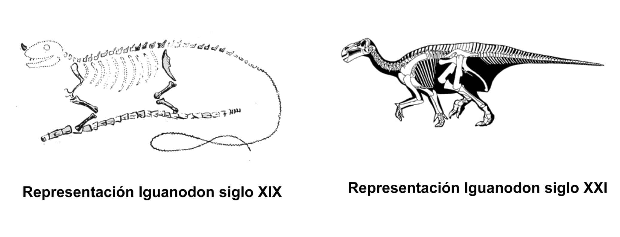compoIguanodon