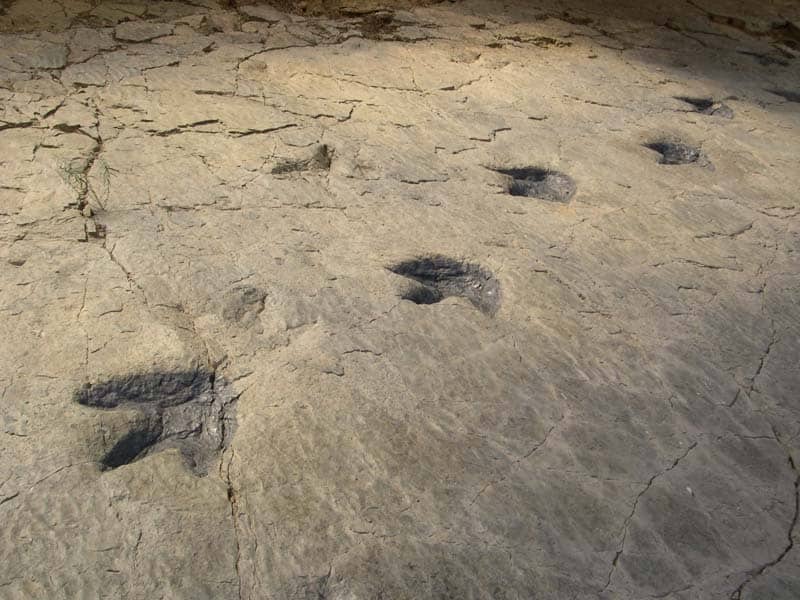 marcas de huellas de dinosaurios encontradas