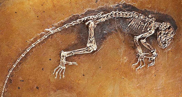 paleobiologia realizada a unos restos encontrados