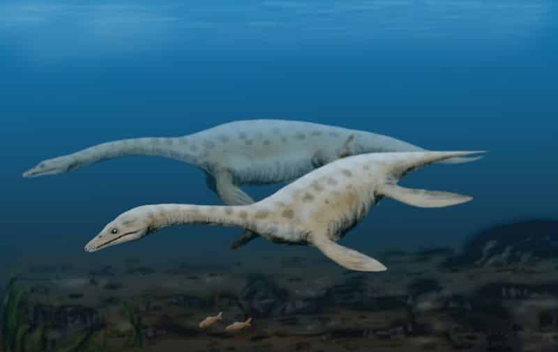 Los reptiles marinos o «dinosaurios marinos gigantes» – Dinosaurios