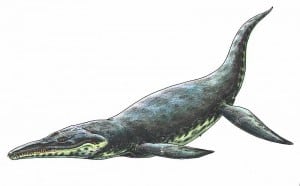Dinosaurios marinos o acuáticos – Dinosaurios