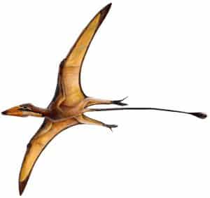 Dinosaurios voladores: Los Pterosaurios – Dinosaurios