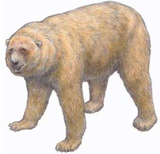 el oso gigante, el antecesor prehistórico del oso actual