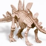esqueletotriceratopsreproducción de esqueleto del estegosaurus