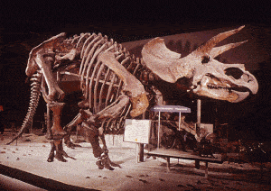esqueleto y reproducción a escala real del triceratops