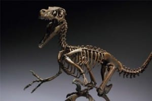 reproducción en esqueleto del velociraptor