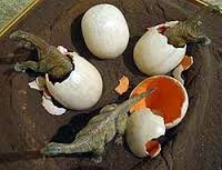 huevos de dinosaurio de cuello largo