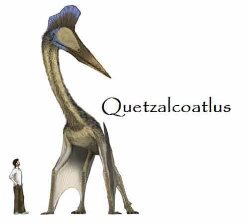comparativa del Quetzalcoatlus y un ser humano