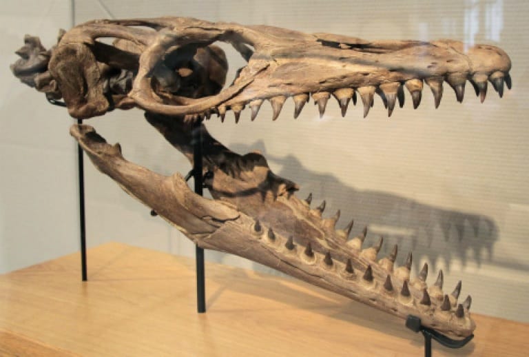 dientes de dinosaurios