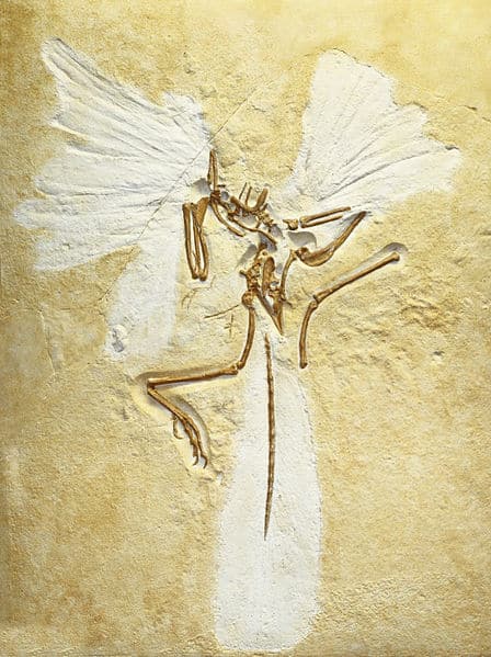 fósiles encontrados de Archaeopteryx