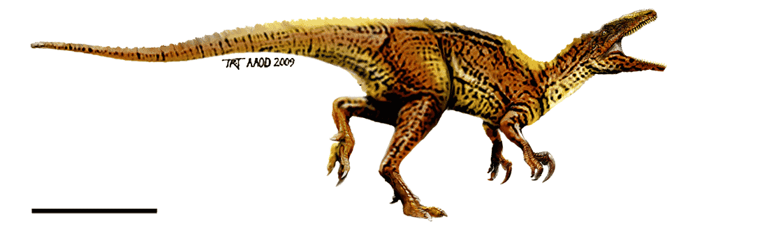 reconstrucción de como era a tamaño real un australoraptor