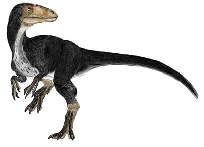 Tipos de dinosaurios con plumas – Dinosaurios