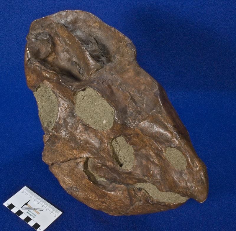 fosil leptoceratops