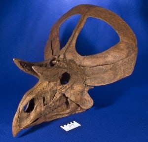 fosil zunitoceratops