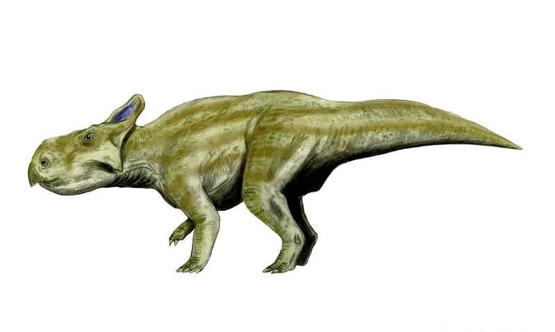montanoceratops