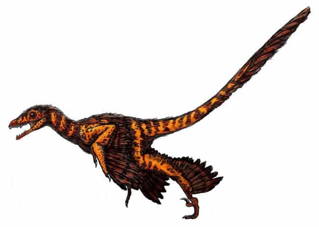 Tipos de dinosaurios con plumas – Dinosaurios