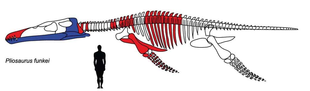 PredatorX-Pliosaurus_funkei