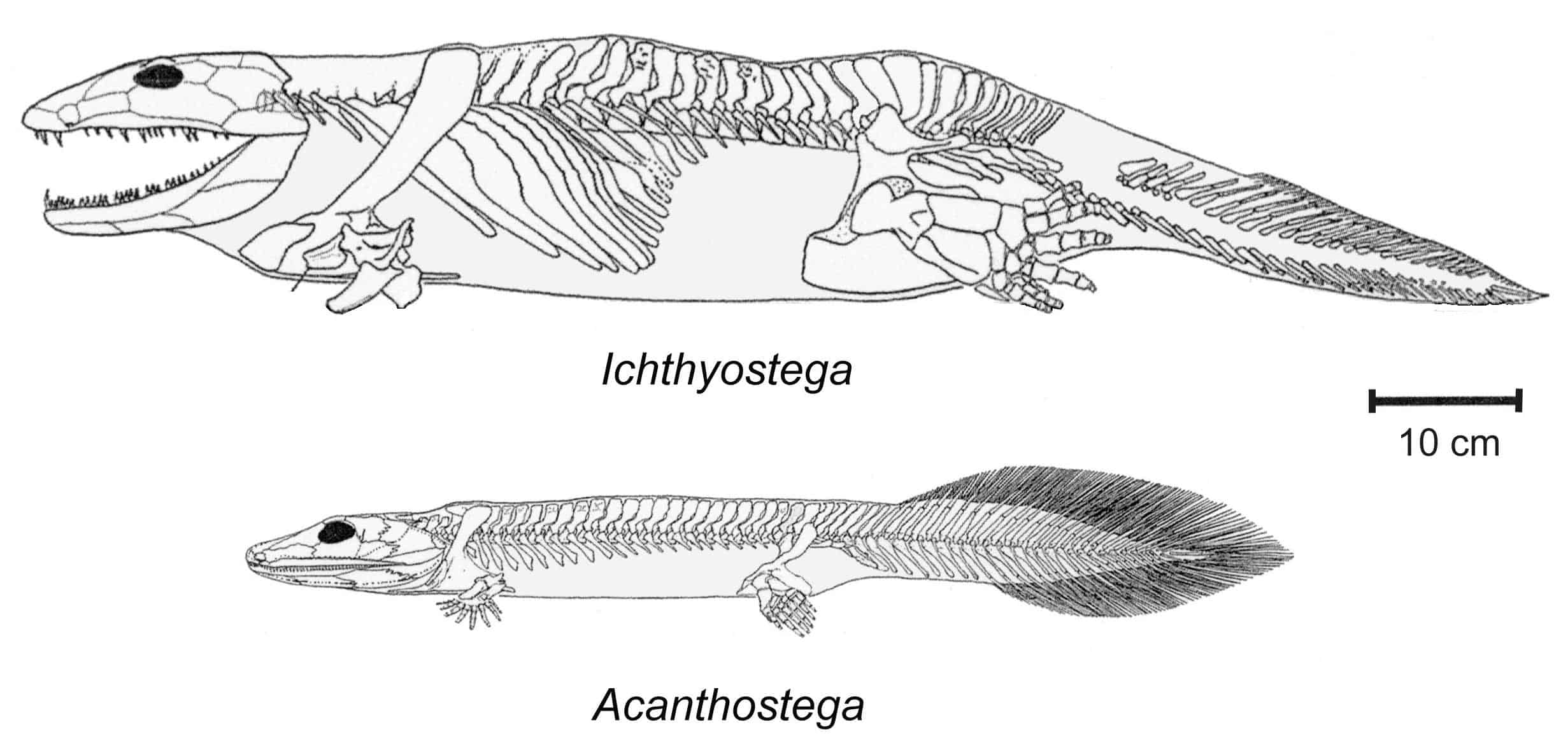 ichthyostega