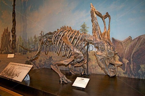 esqueleto-chasmosaurus-museo