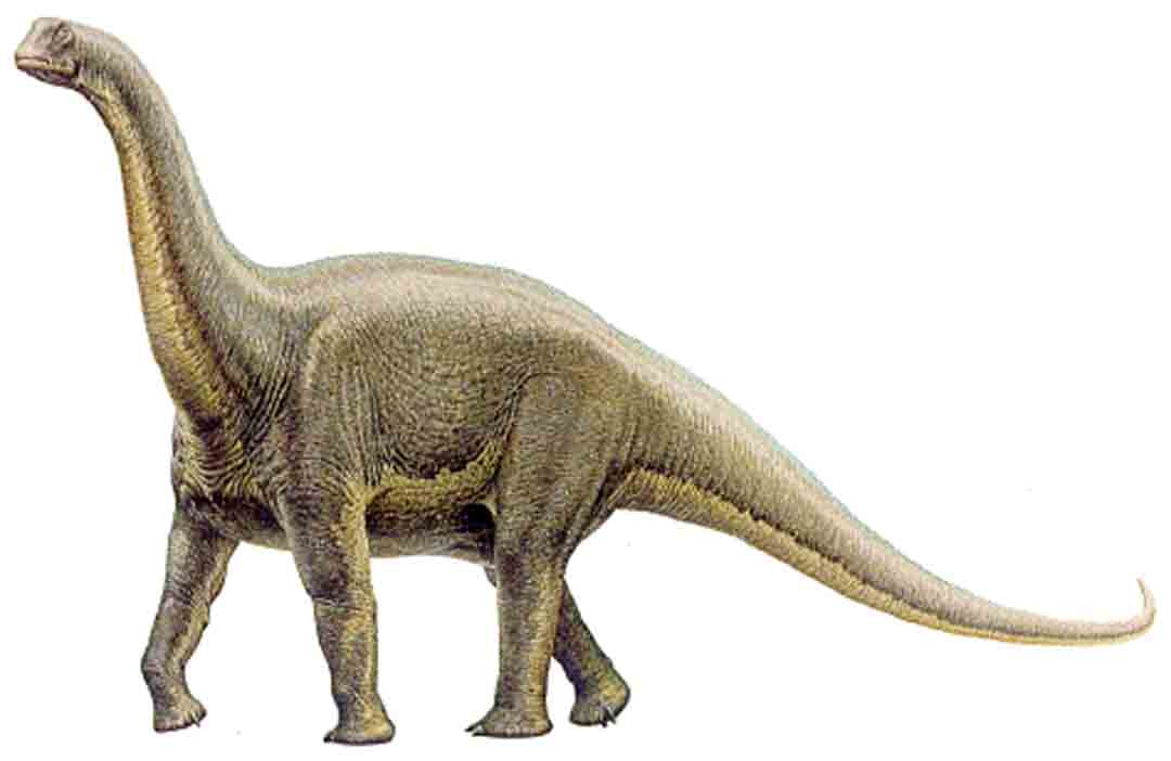 Alamosaurus: el de mayor tamaño en Norteamérica – Dinosaurios