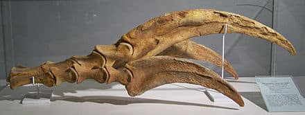 therizinosaurus restos fosiles