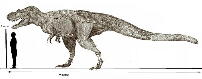 Descripción del Daspletosaurus