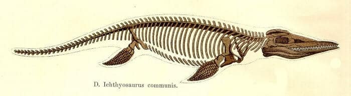 Descripción del Ichthyosaurus