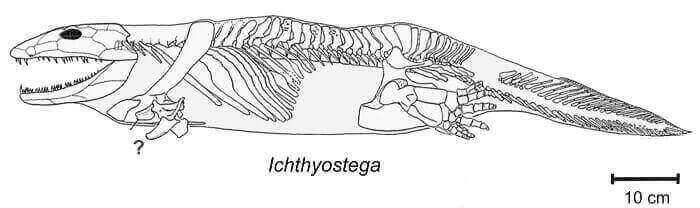 Descripción del Ichthyostega