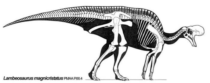 Descripción del Lambeosaurus