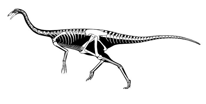 Descripción del Ornithomimus