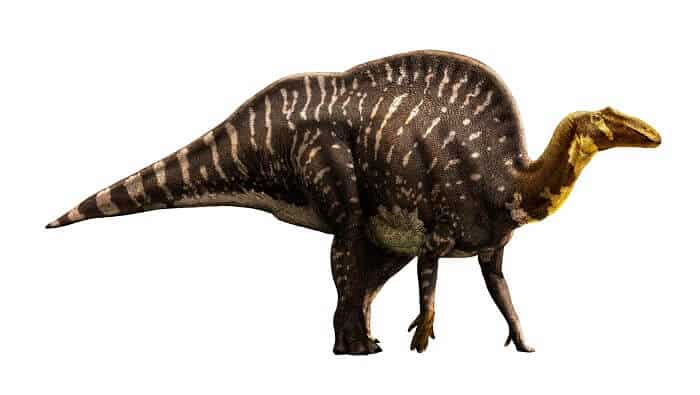 Descripción del Ouranosaurus