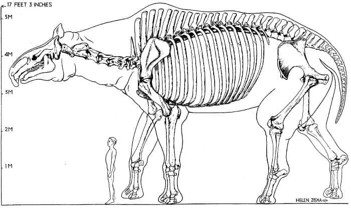 Descripción acerca del Paraceratherium