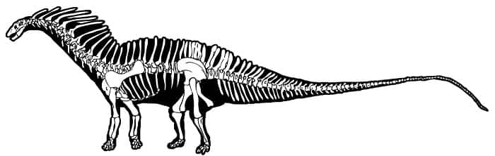 caracteristicas-amargasaurus