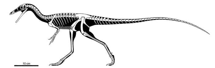 Características del Compsognathus