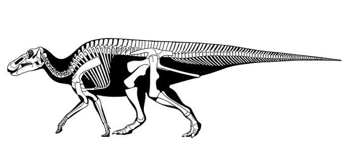 Características del Anatotitan