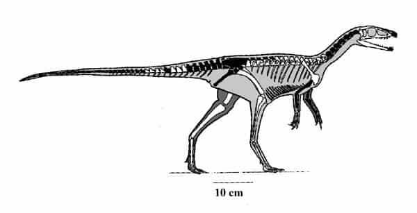 Descripción del Procompsognathus