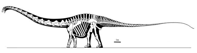Descripción del Supersaurus