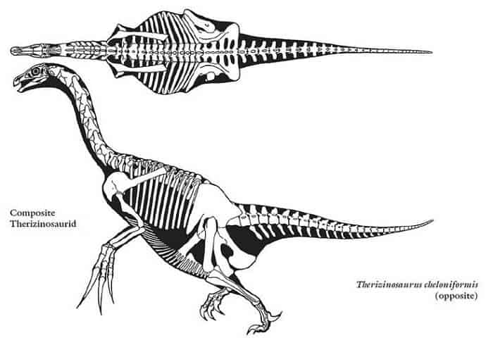 Descripción sobre Therizinosaurus