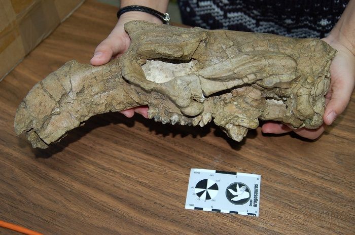 Descubrimiento de fósiles de Aragosaurus