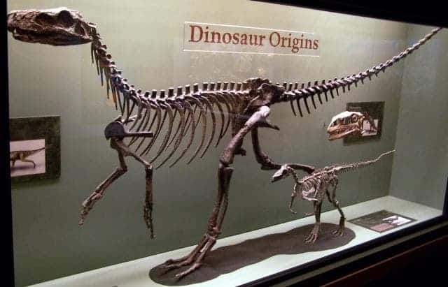El pequeño Micropachycephalosaurus al lado de un Eoraptor