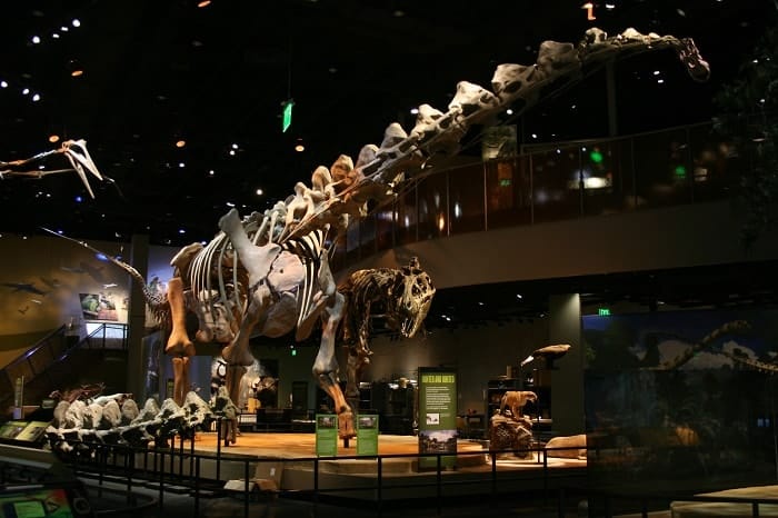Esqueleto de Alamosaurus reconstruido en el Museo de Dallas