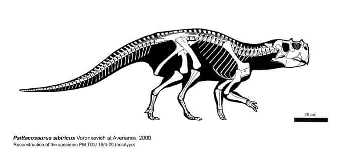 Descripción del Psittacosaurus