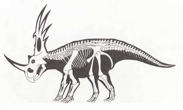 Descripción del Styracorsaurus