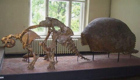 Glyptodon fosil
