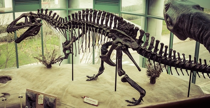 Restos de Acrocanthosaurus situados en el Museo de Ciencia Natural