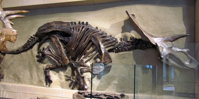 Restos y descubrimiento del Anchiceratops