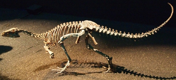 Representación de un Eoraptor