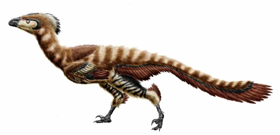 epidexipteryx dinosaurios mas pequeños