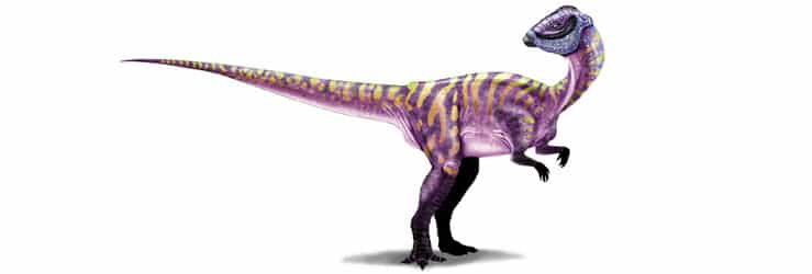 micropachycephalosaurus dinosaurios más pequeños