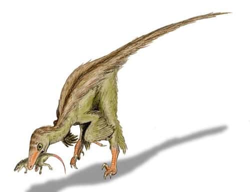 Troodon: El dinosaurio inteligente – Dinosaurios